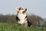 CORGI PEMBROKE 1255